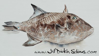 Ocean Trigger Fish