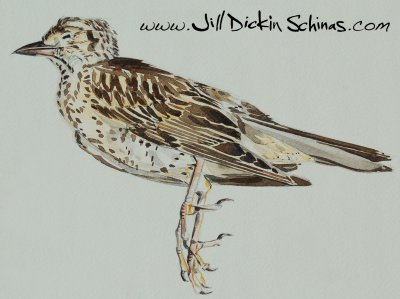 Juvenile Thrush