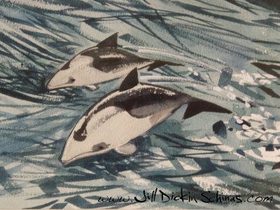 Heavisides Dolphins