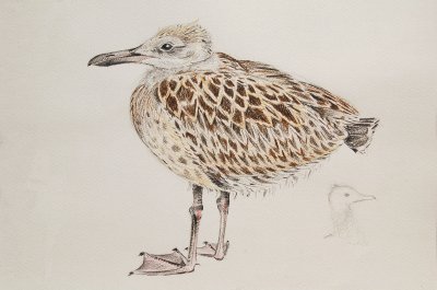 Immature Seagull (1)