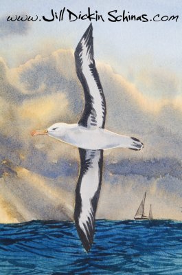 Black-browed Albatross