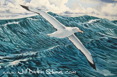 Albatross (The Wanderer)
