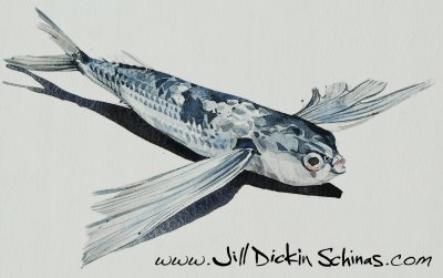 Flying Fish