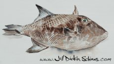Ocean Trigger Fish