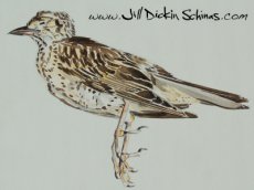 Juvenile Thrush