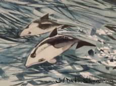 Heavisides Dolphins