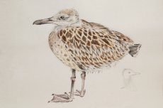 Immature Seagull (1)
