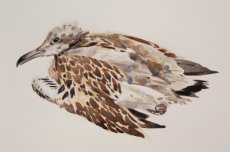Immature Seagull (2)