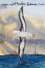 Black-browed Albatross
