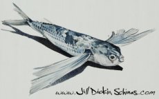 Flying Fish