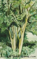 Sapling Trees