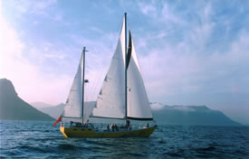 Mollymawk sailing across False Bay