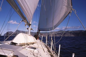 Mollymawk approaching St Helena